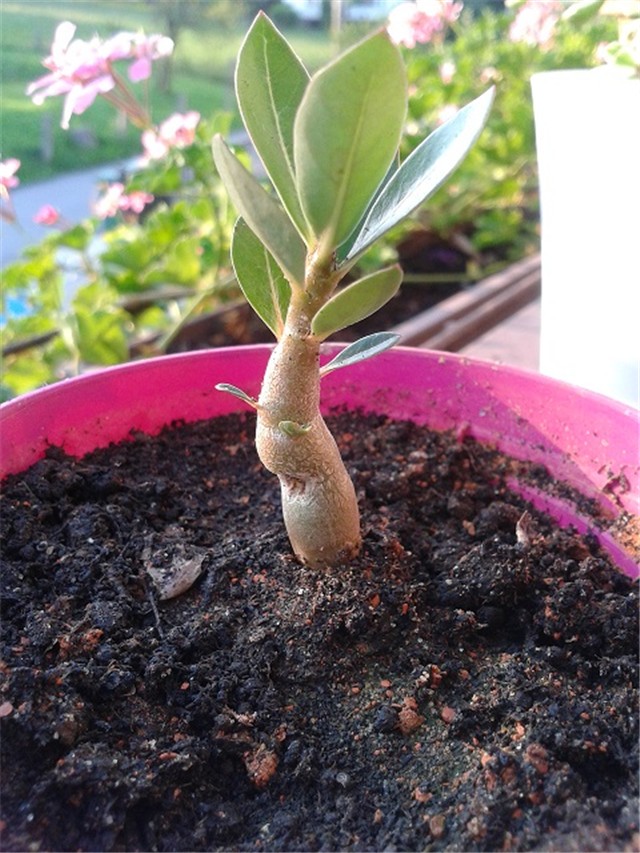 arabicum